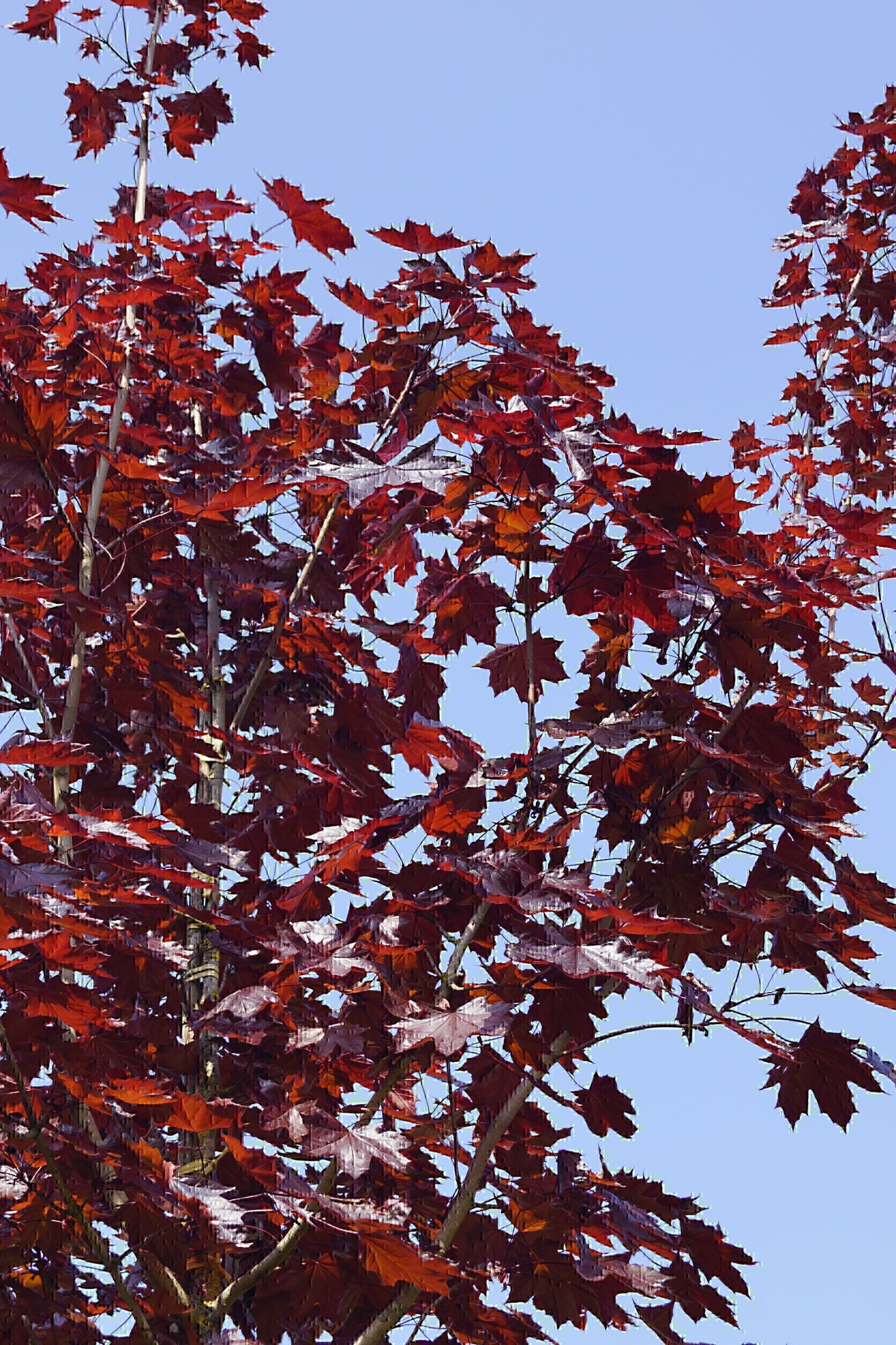Acer platanoides 'Royal Red' (3)